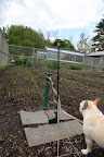 Look, Francesca!  There's more asparagus on this side, and there's a different variety!