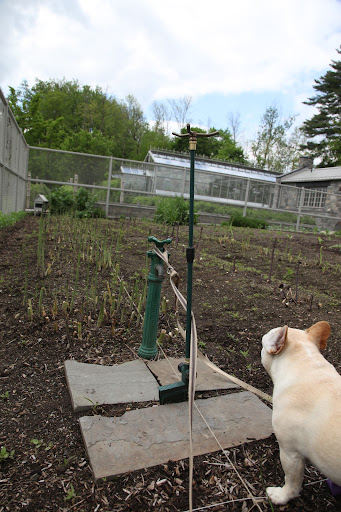 Look, Francesca!  There's more asparagus on this side, and there's a different variety!