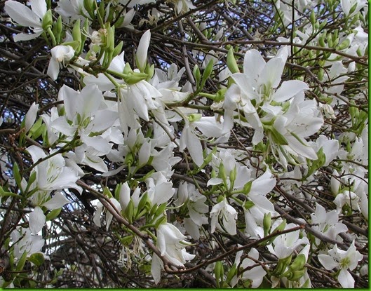 Bauhinia variegata “Candida”