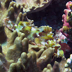 Scorpionfish (Bangka Island)