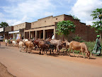 Cattle moving through town on their way to new pasture