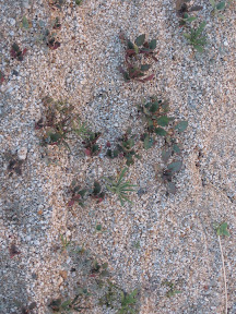 You have to look close but the Desert is starting to bloom due to all the rains we have had.