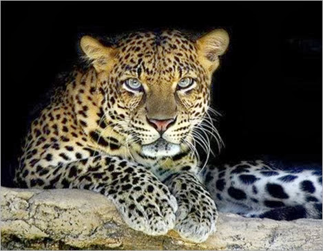 Leopardo (2)