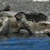 Harbor.seals.dscn0289
