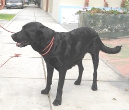 labradora encontrada asia.jpg