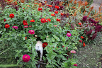 I'm in here, Franny!  Look at all of these blossoms!
