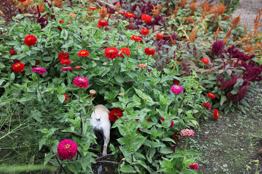 I'm in here, Franny!  Look at all of these blossoms!