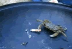[1281004519_smoking-crab-deal-with-it%2520%25281%2529%255B3%255D.gif]