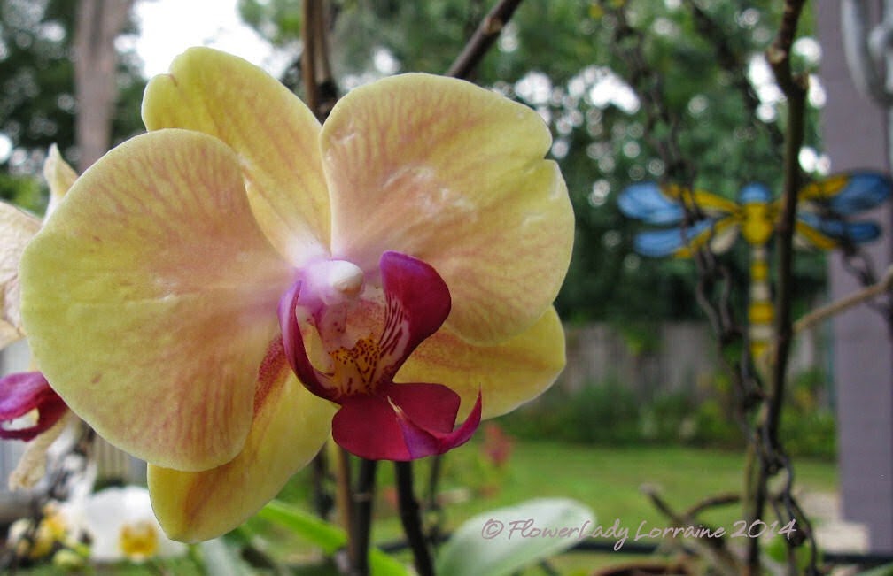 [04-08-orchid%255B4%255D.jpg]
