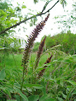 Lead plant (Amorpha fruiticosa) blooming in the Hill Country meadow. I would definitely grow one of these in my garden.
