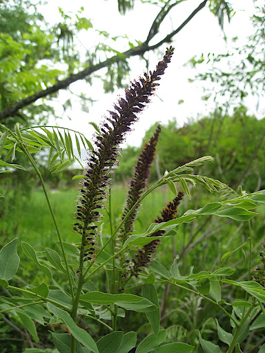 Lead plant (Amorpha fruiticosa) blooming in the Hill Country meadow. I would definitely grow one of these in my garden.