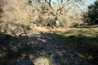 Bushwhack 1.JPG Photo