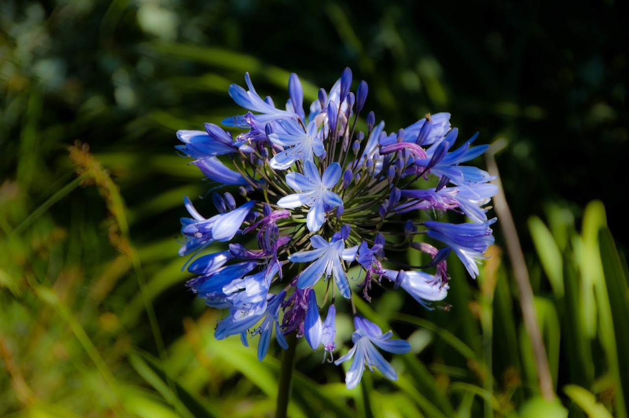 Purple flowers at Tsitsikamma
