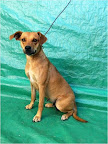 LENA. Hembra 2 años. Cariñosa, juguetona. Dominante con perros pero sociable. Desconfía de desconocidos, guardián