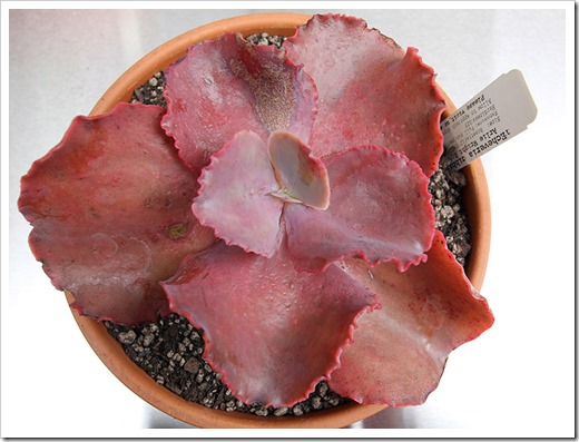 111003_Echeveria-gibbiflora-Arlie-Wright