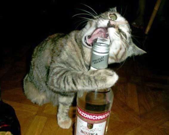 [Can-cat-drink-alcohol-01%255B2%255D.jpg]