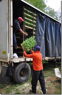 planting watermelons 032212 (27)