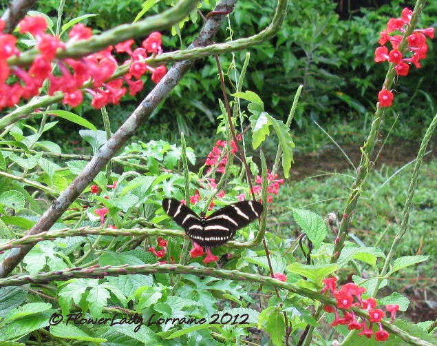 [08-28-zebra%255B6%255D.jpg]