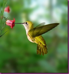 colibri-de-oro