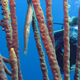 Bonaire 2008