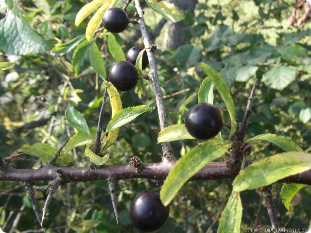 sloes 010