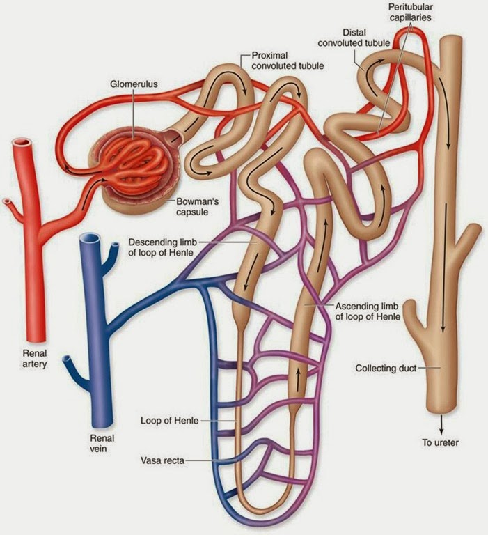 [mammals_-_nephron%255B3%255D.jpg]