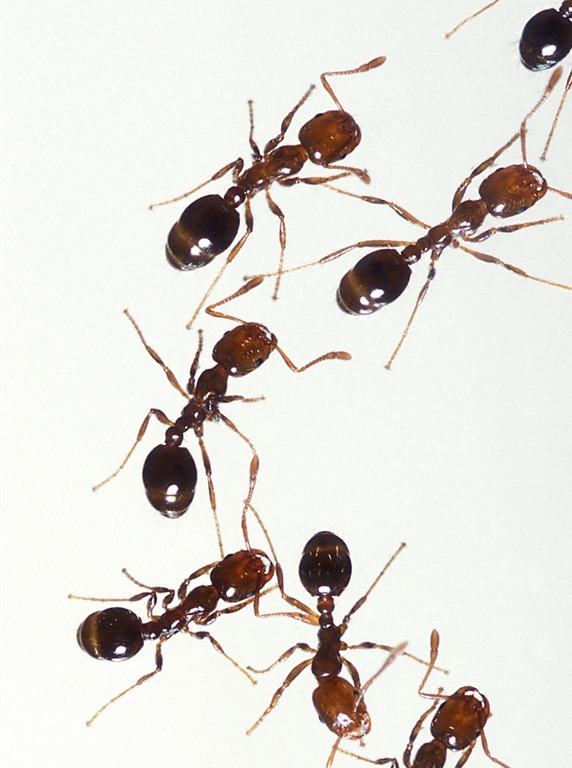 [ants%255B7%255D.jpg]