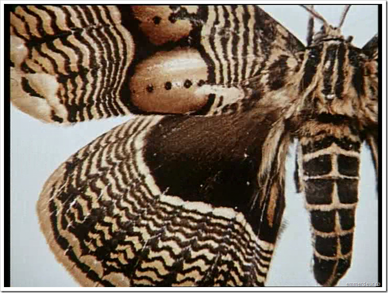 jan svankmajer historia naturae emmerdeur_93 jan svankmajer historia naturae emmerdeur_93