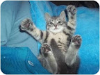 Help a Feline Out