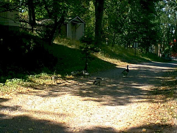Shady path in park