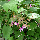 purple-flowering raspberry