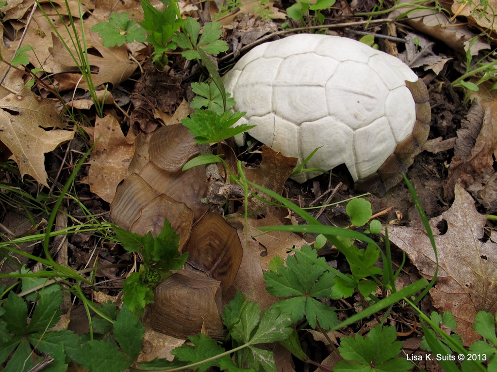 [white-shell-and-scutes5.jpg]
