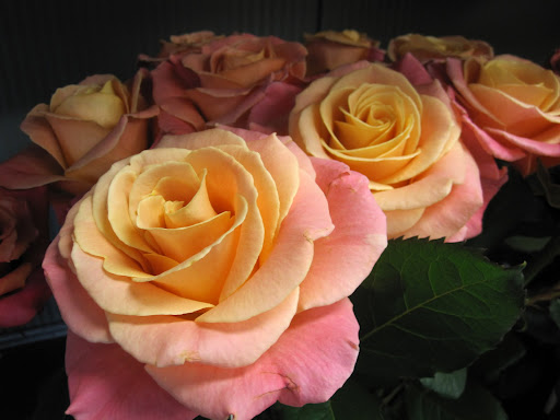 I can't believe how gorgeous this rose is, and I love the name ... 