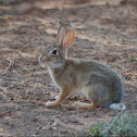 Cottontail