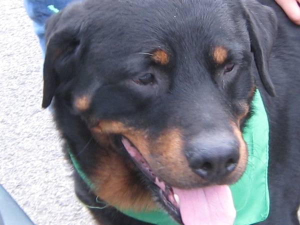 Vinnie is a teddy bear!