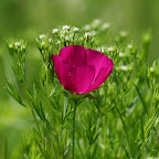 Wildflowers
