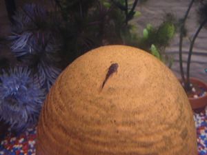 DSC01409