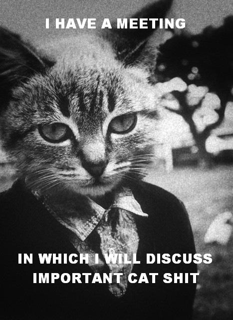 [cat%2520shit%255B4%255D.jpg]