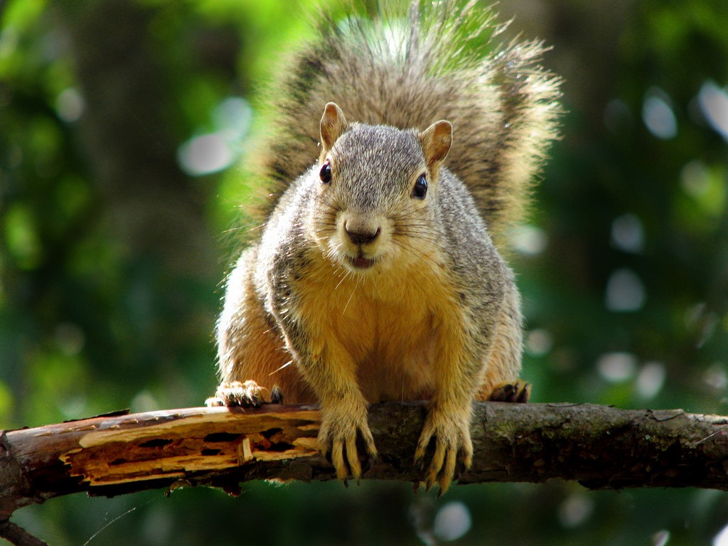 [Amazing%2520Animals%2520Pictures%2520Squirell%2520%25281%2529%255B3%255D.jpg]