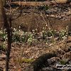 Rezerwat "Śnieżycowy Jar" dsc07000.jpg