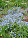 A blue haze of forget-me-not. This self-sower gets around, but fortunately, it looks good just about anywhere.