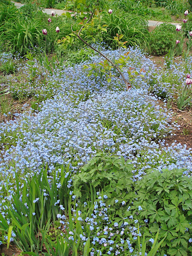 A blue haze of forget-me-not. This self-sower gets around, but fortunately, it looks good just about anywhere.