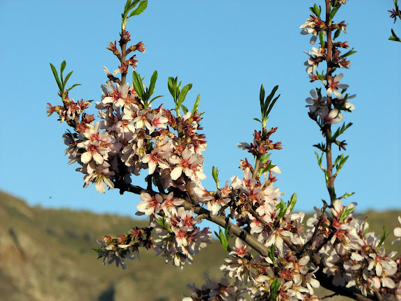Flowers in Las Alpujarras