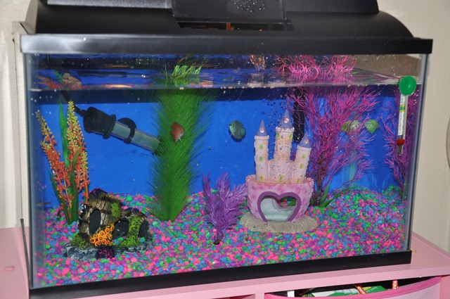 [so%2520proud%2520of%2520her%2520fish%2520061312%2520%25288%2529%255B3%255D.jpg]