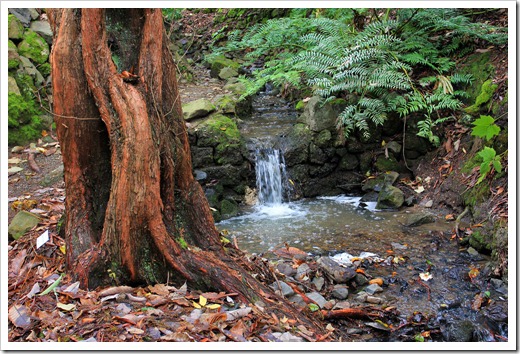 121228_UCBotGarden_Metasequoia-glyptostroboides_07