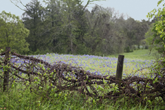 Copelyn Springs Road Chappell Hill TX 11