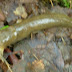 Bananna%252520slug