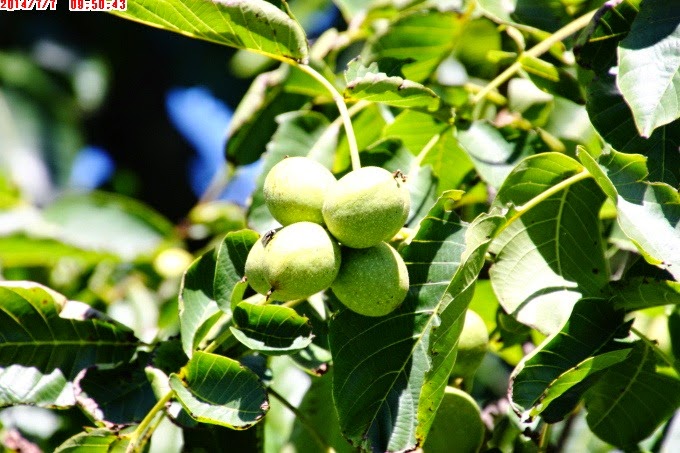 2014_0707_095043 2014_0707_095043