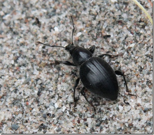 36-black-marram-weevil