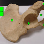 pelvis01_labeled.jpg